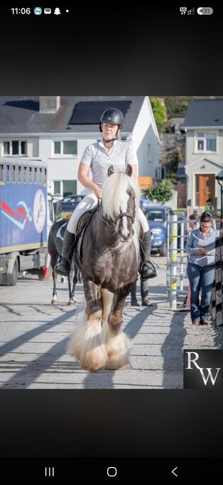 "Silver Hill" Silver Dun Stallion Cob/Heavy Horse