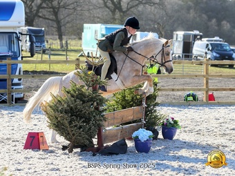 "Hilin Dadeni" Palomino Gelding Pony Club Pony