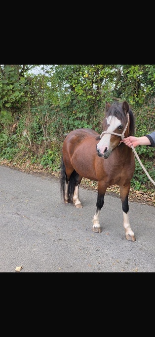 "Italia" Bay Mare Lead Rein/First Ridden Pony