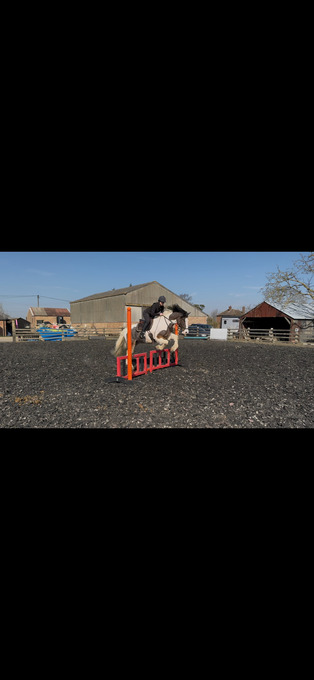 "Merlin " Coloured Gelding All Rounder