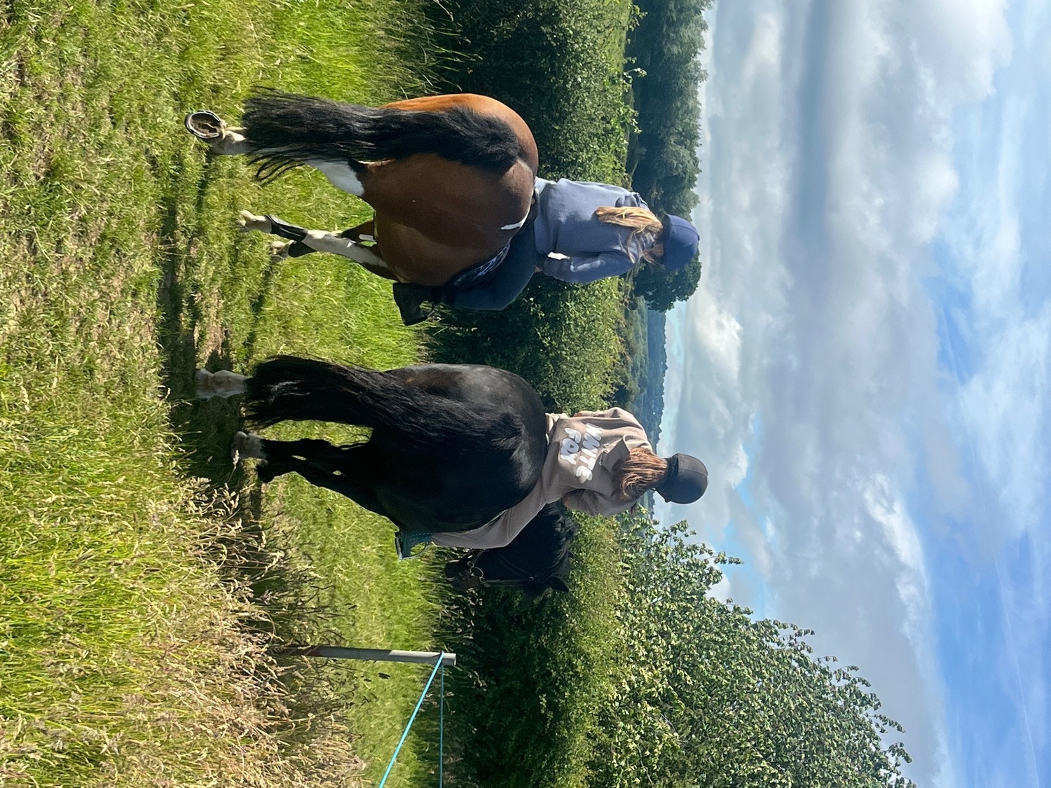 Happy Hackers  - "Jazz" Dark Bay Mare Happy Hacker
