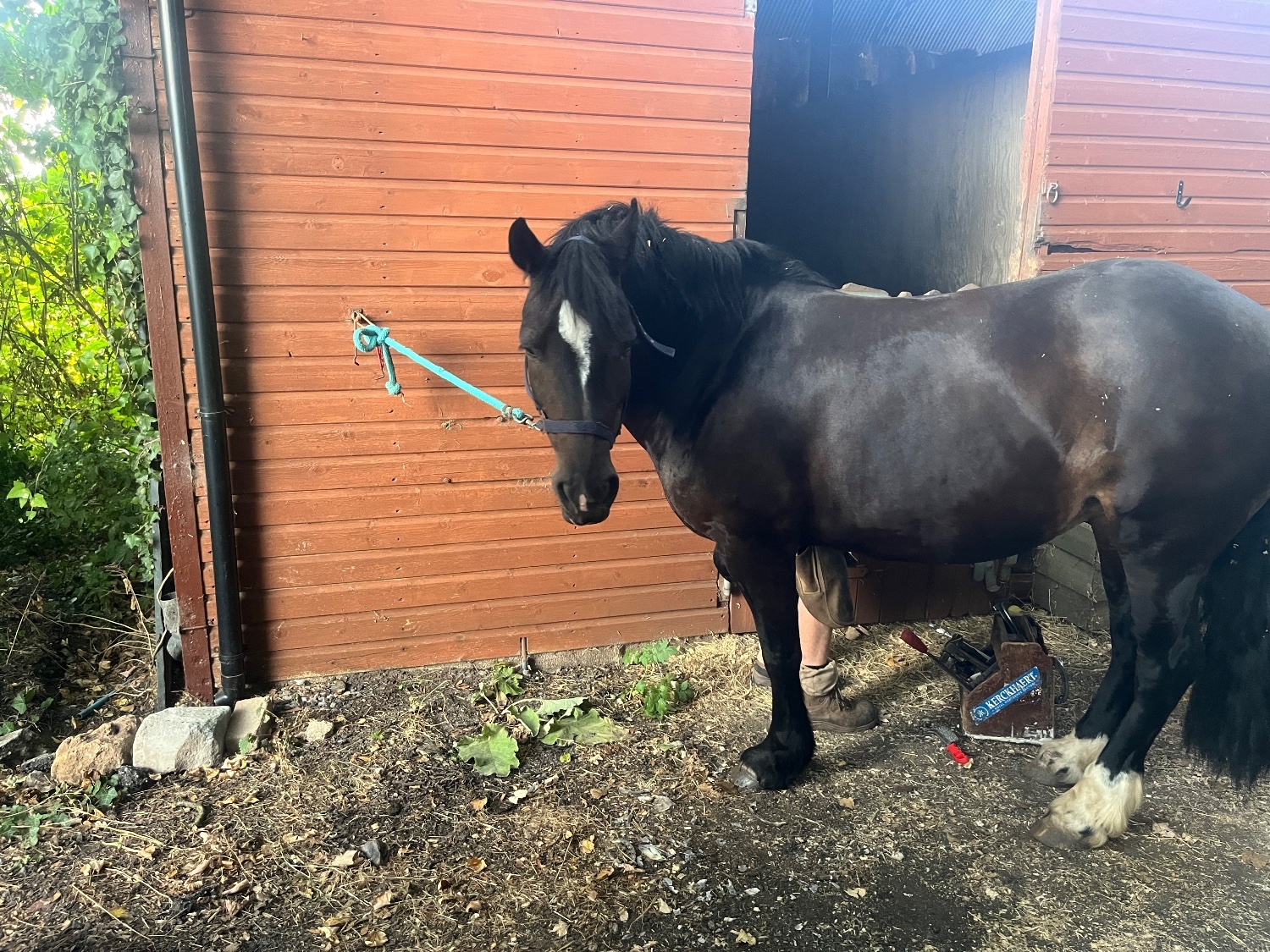 "Jazz" Dark Bay Mare Happy Hacker - Happy Hackers 