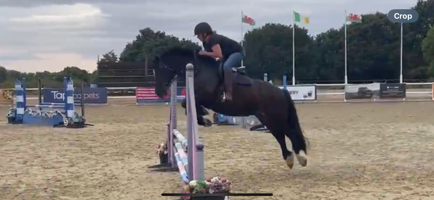 "Jazz" Dark Bay Mare Happy Hacker - Happy Hackers