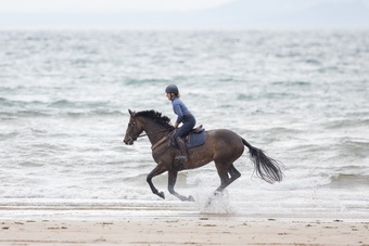 "Lady" Bay Mare All Rounder