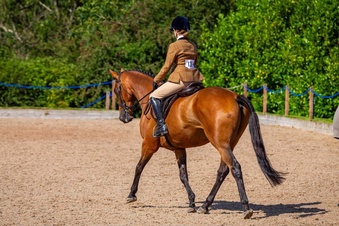 "Thatbeatsbanagher " Bay Gelding Ex Racehorse