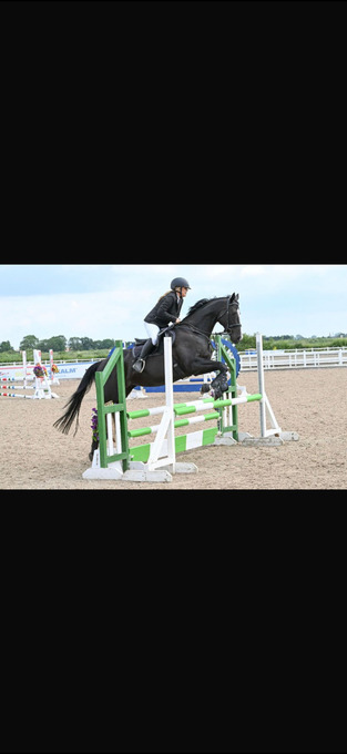 "Dorris" Black Mare All Rounder