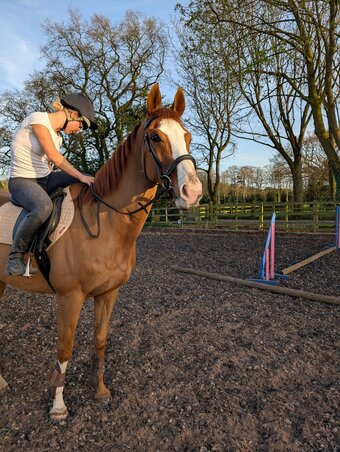 "" Chestnut Gelding All Rounder