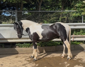"Paul" Piebald Gelding All Rounder