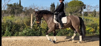 "" Bay Gelding All Rounder