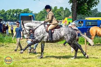 "" Dapple Grey Mare All Rounder