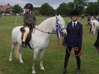 "Missy" Rose Grey Mare Project Horse
