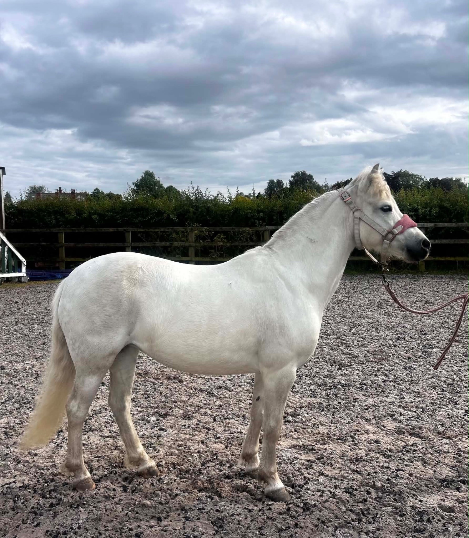 Project Horses  - "Missy" Rose Grey Mare Project Horse