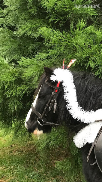 Perfect lead rein pony- 11.1hh gelding,