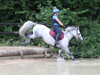 "Gneevebrack Sparrow" Grey Gelding Mountain & Moorland Pony