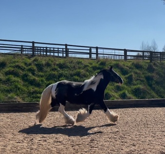 "" Piebald Mare Coloured