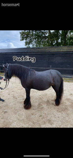 "Little Miss Pudding" Black Mare Cob/Heavy Horse