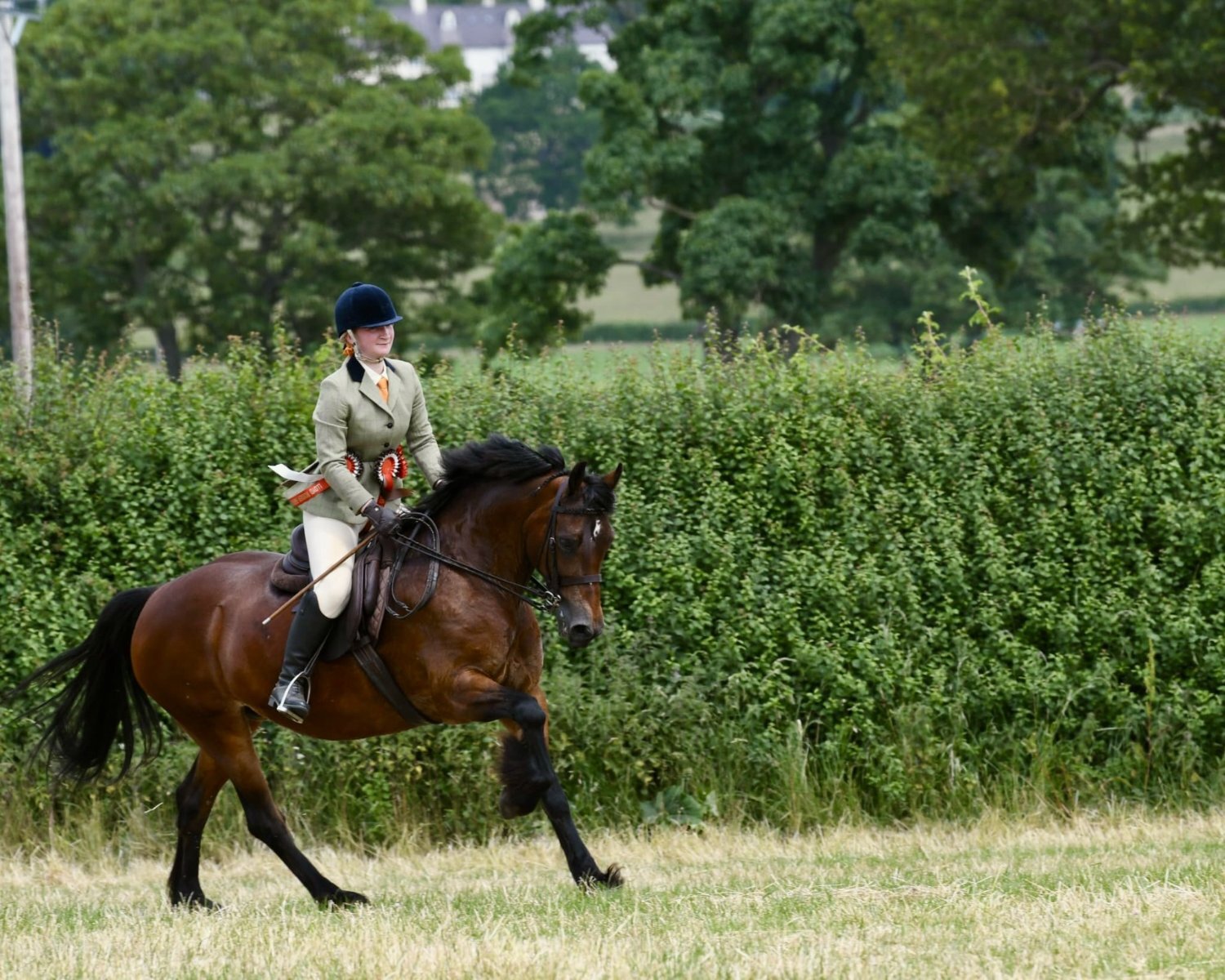 "Maggie May " Bay Mare All Rounder - 