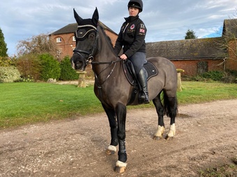 "Genie - Haylemma Autumn Mist" Black Mare All Rounder