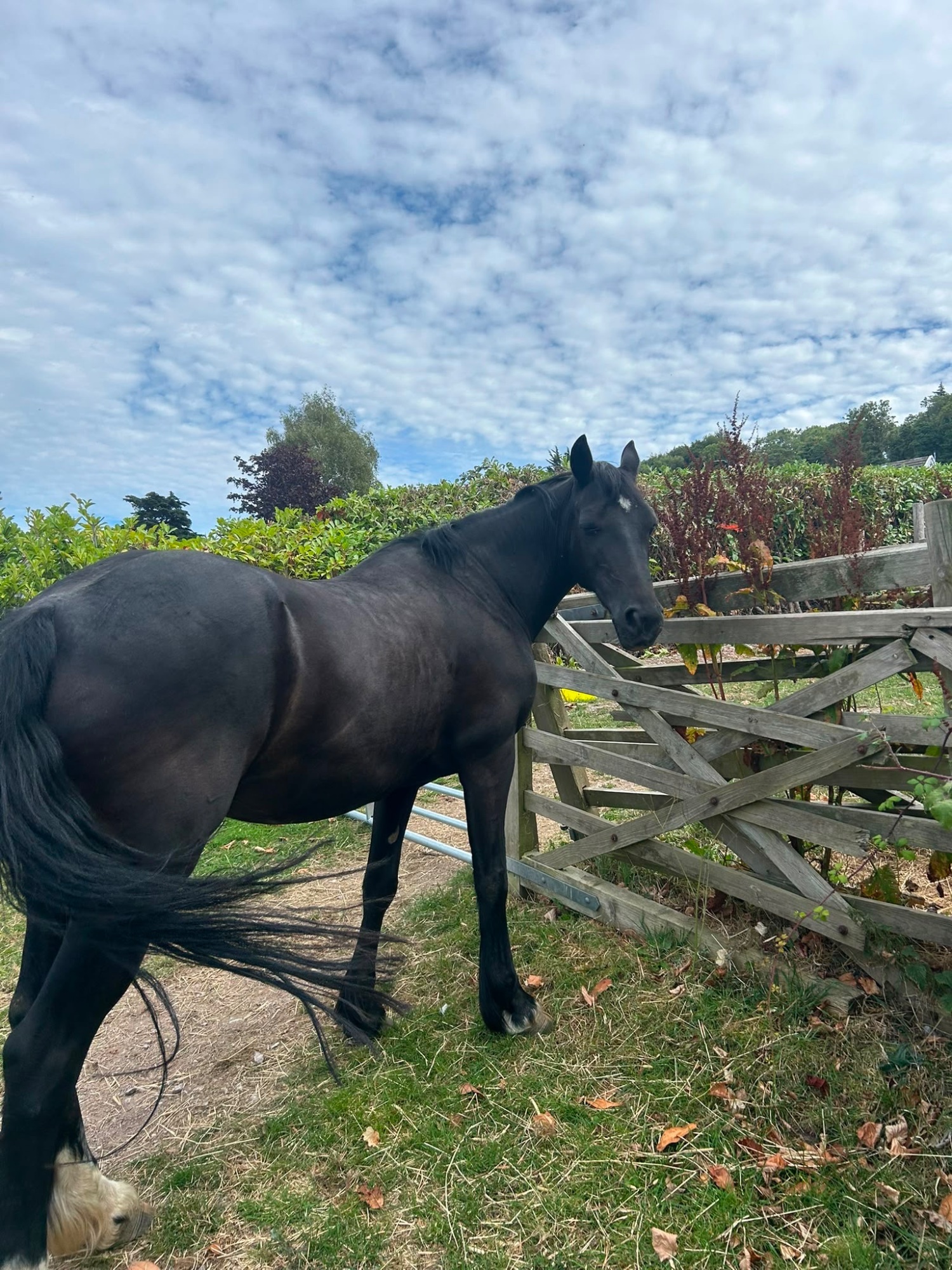 All Rounders  - "Annie " Black Mare All Rounder