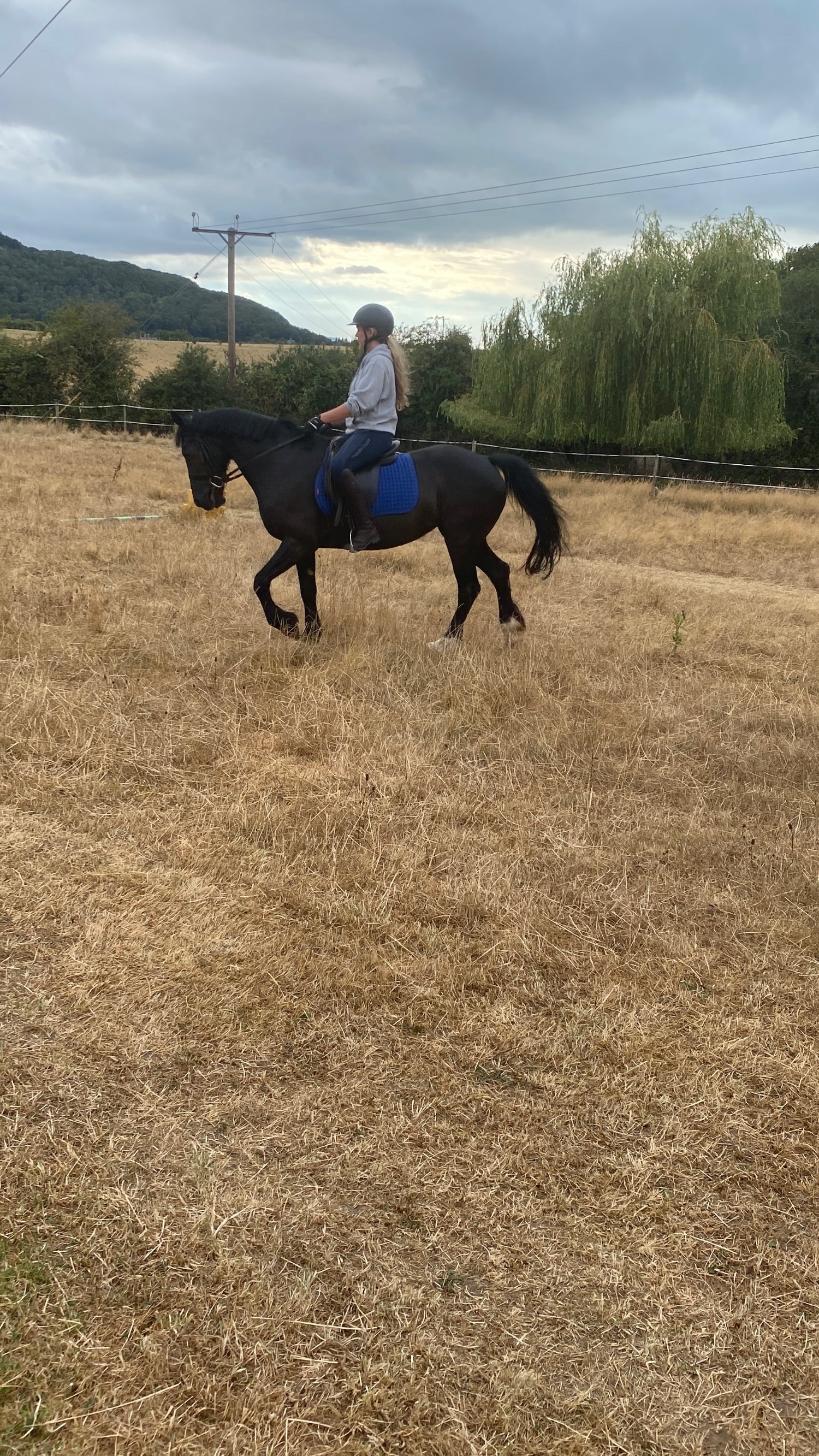 "Annie " Black Mare All Rounder - All Rounders 