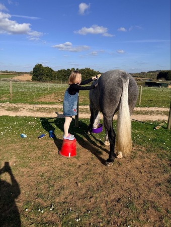 "Fia " Grey Mare All Rounder