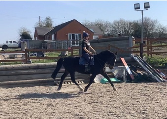 "Waverspring showtime" Bay Mare Broodmare