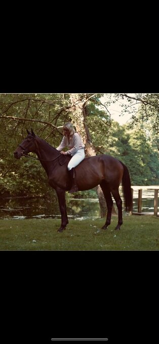 "Mystic" Bay Gelding All Rounder