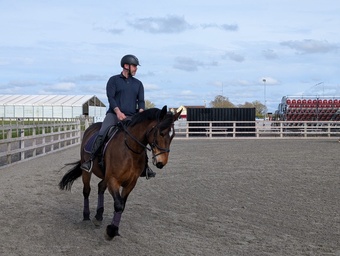 "Bea" Bay Mare All Rounder