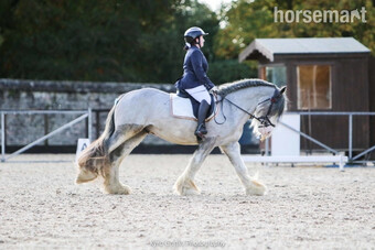 "Mono Cosmo" Blue Roan Stallion Cob/Heavy Horse