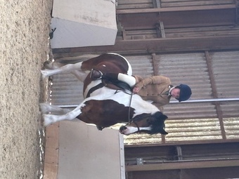 "Luneside Belle of The Ball " Tobiano Mare Coloured