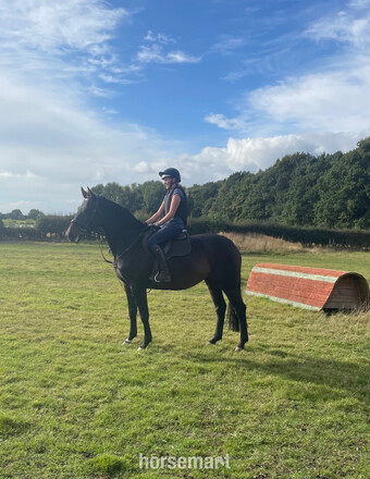 "Svenman" Bay Gelding All Rounder