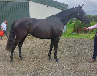 "" Black Mare All Rounder