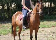 "Sid " Bay Gelding All Rounder