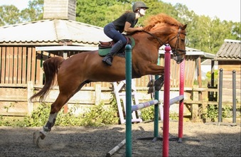 "Frankfort Sox " Chestnut Gelding All Rounder