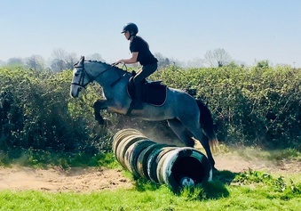 "Florence " Grey Mare All Rounder