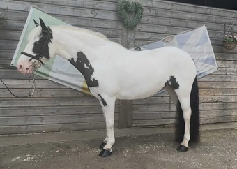 "Flossie" Coloured Mare Pony Club Pony