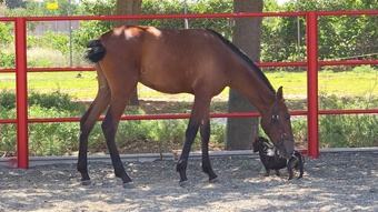 "" Bay Filly All Rounder
