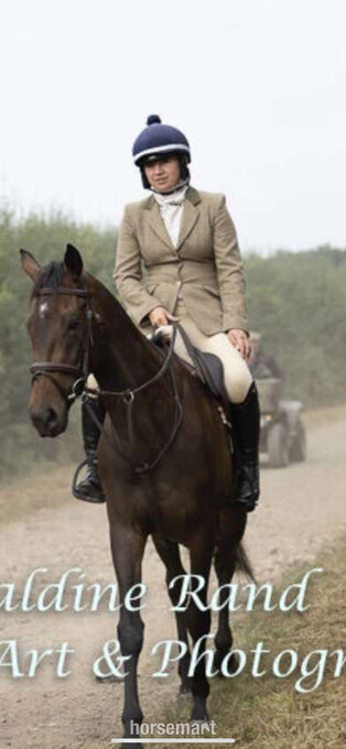 "" Bay Filly All Rounder