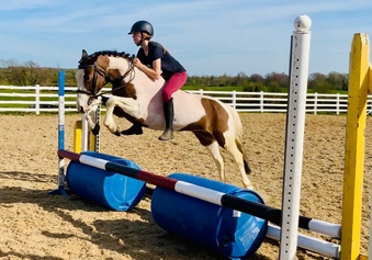 "Sugar" Skewbald Mare All Rounder