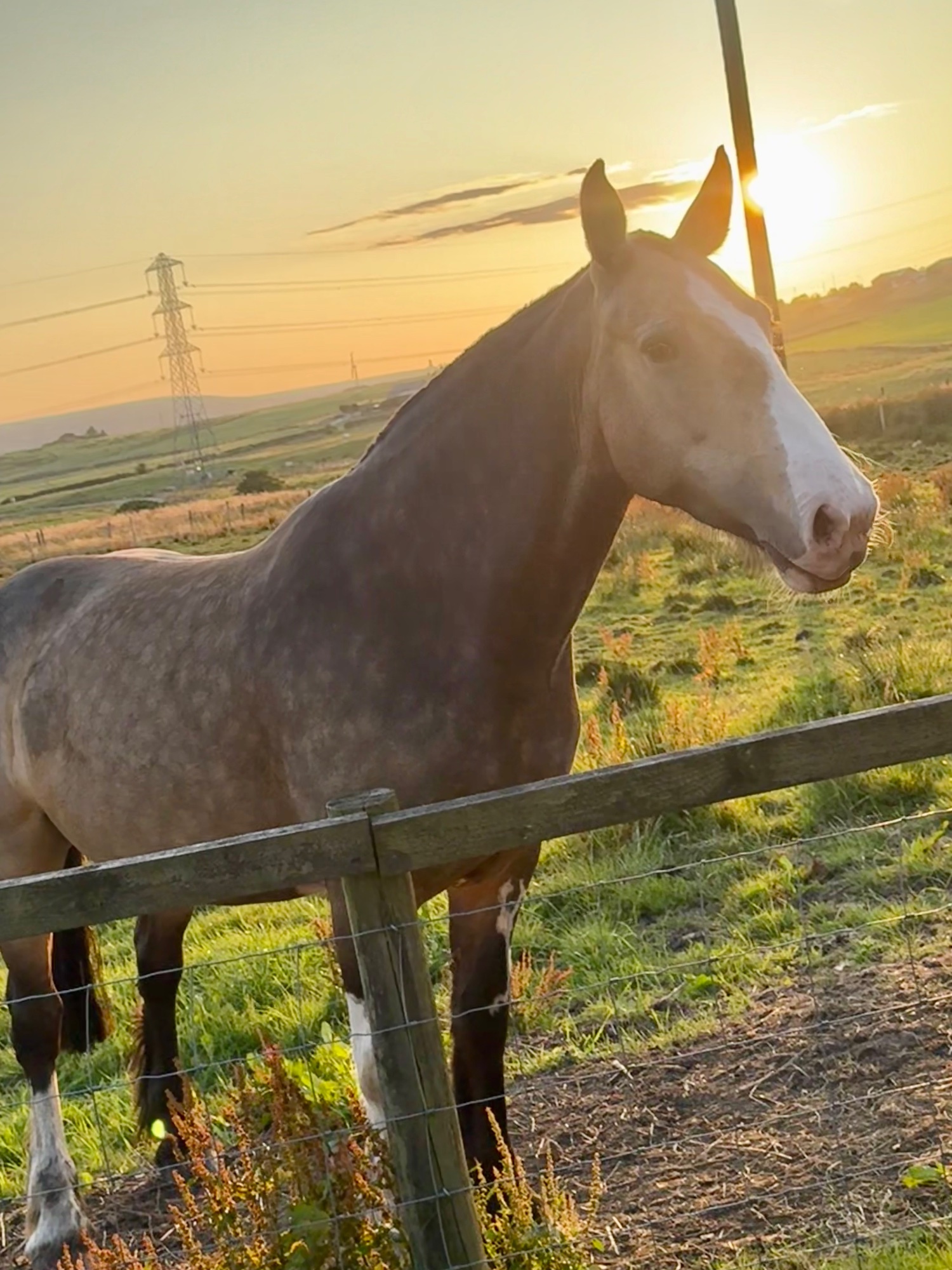 "Lola" Buckskin Mare Cob/Heavy Horse - Cobs & Heavy Horses 