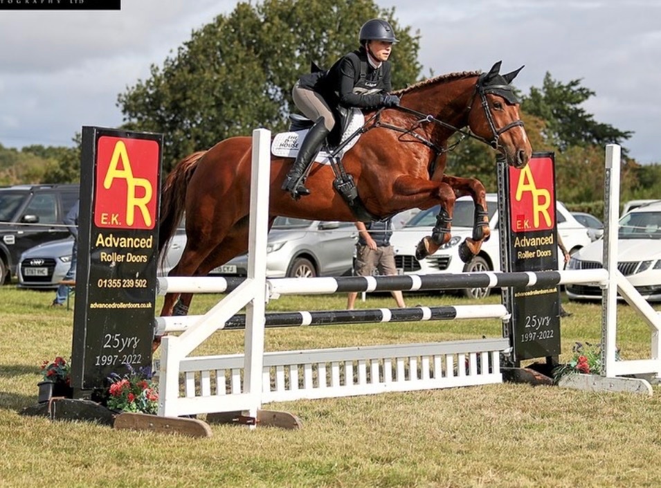 "Daisy " Chestnut Mare All Rounder - All Rounders in 
