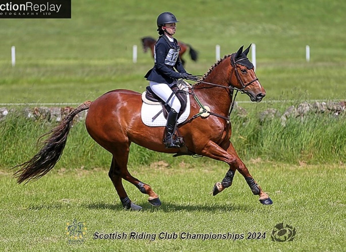 "Daisy " Chestnut Mare All Rounder - All Rounders