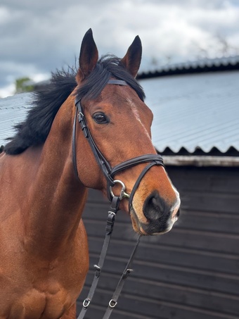 "Hey Skipper ‘Jax’ " Bay Gelding Ex Racehorse