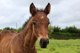 "AJ" Bay Colt Youngstock / Foal