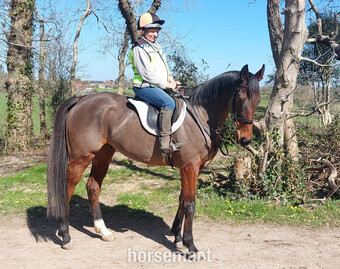 "Tenfold" Bay Gelding All Rounder