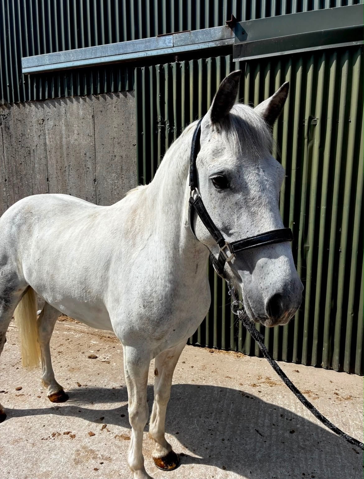 "Puzzle" Blue & White Gelding Show Jumper - 