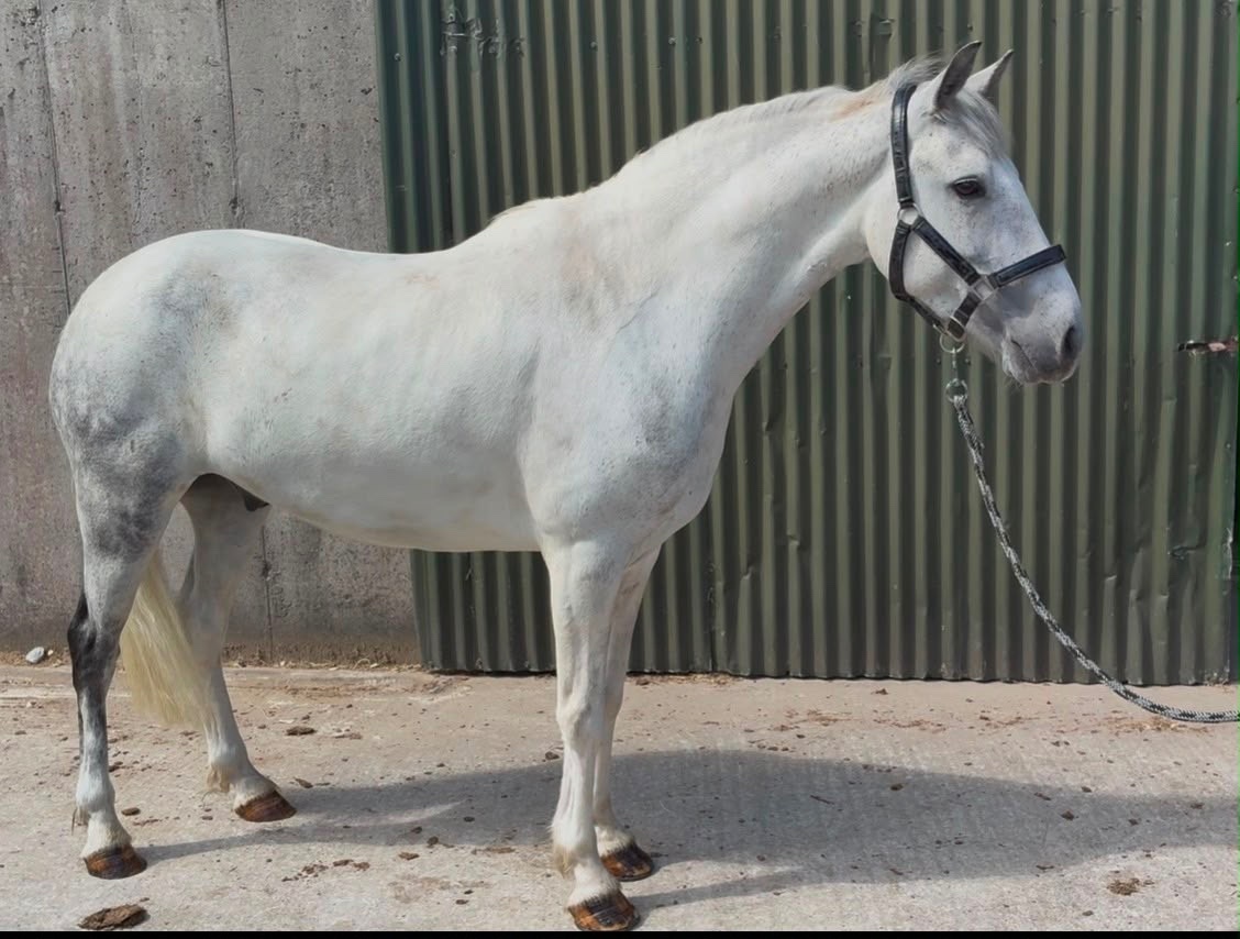 "Puzzle" Blue & White Gelding Show Jumper