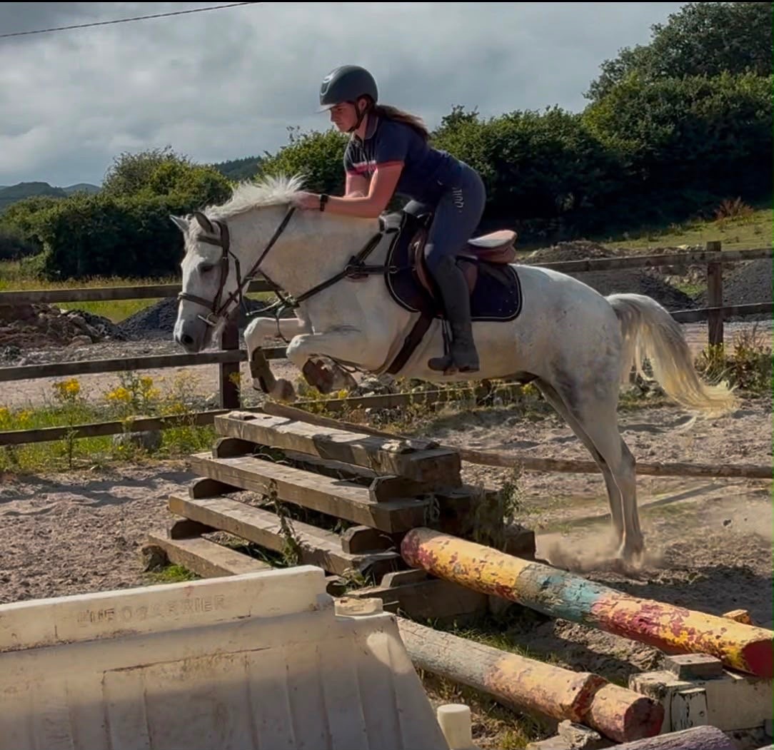 "Puzzle" Blue & White Gelding Show Jumper 