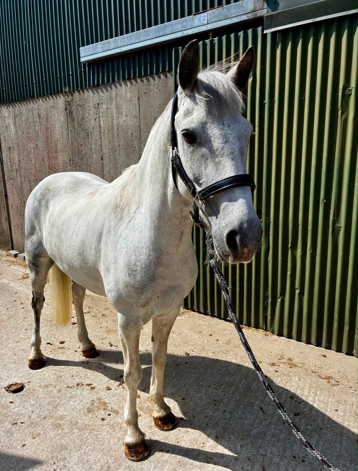 Show Jumpers - "Puzzle" Blue & White Gelding Show Jumper