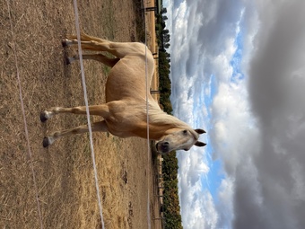 "Gorgeous Gucci " Palomino Colt Stallion